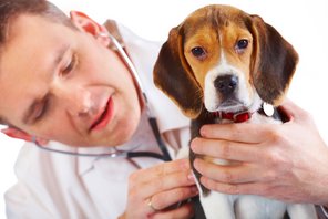 Ein Hund wird vom Tierarzt untersucht.