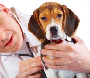 Ein Hund wird vom Tierarzt untersucht.