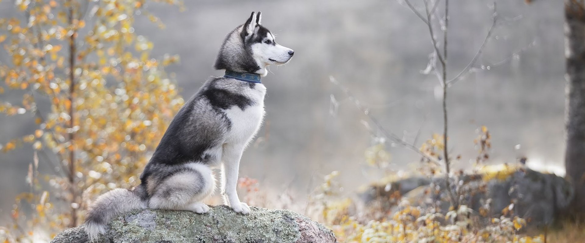 Ein Husky sitzt auf einem Stein in der freien Natur.