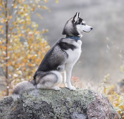Ein Husky sitzt auf einem Stein in der freien Natur.