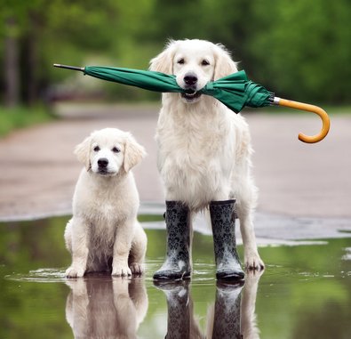 Zwei Golden Retriever stehen in einer Pfütze. Ein Hund hat einen Regenschirm im Maul.