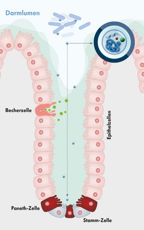 Grafische Darstellung einer Darm-Krypte mit Epithel-, Paneth- und Stammzellen, Schleim und in die Tiefe wandernde Vesikel