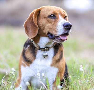 Ein Beagle sitzt auf der Wiese.