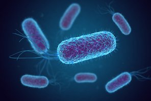 E. coli-Bakterien (in Blau)