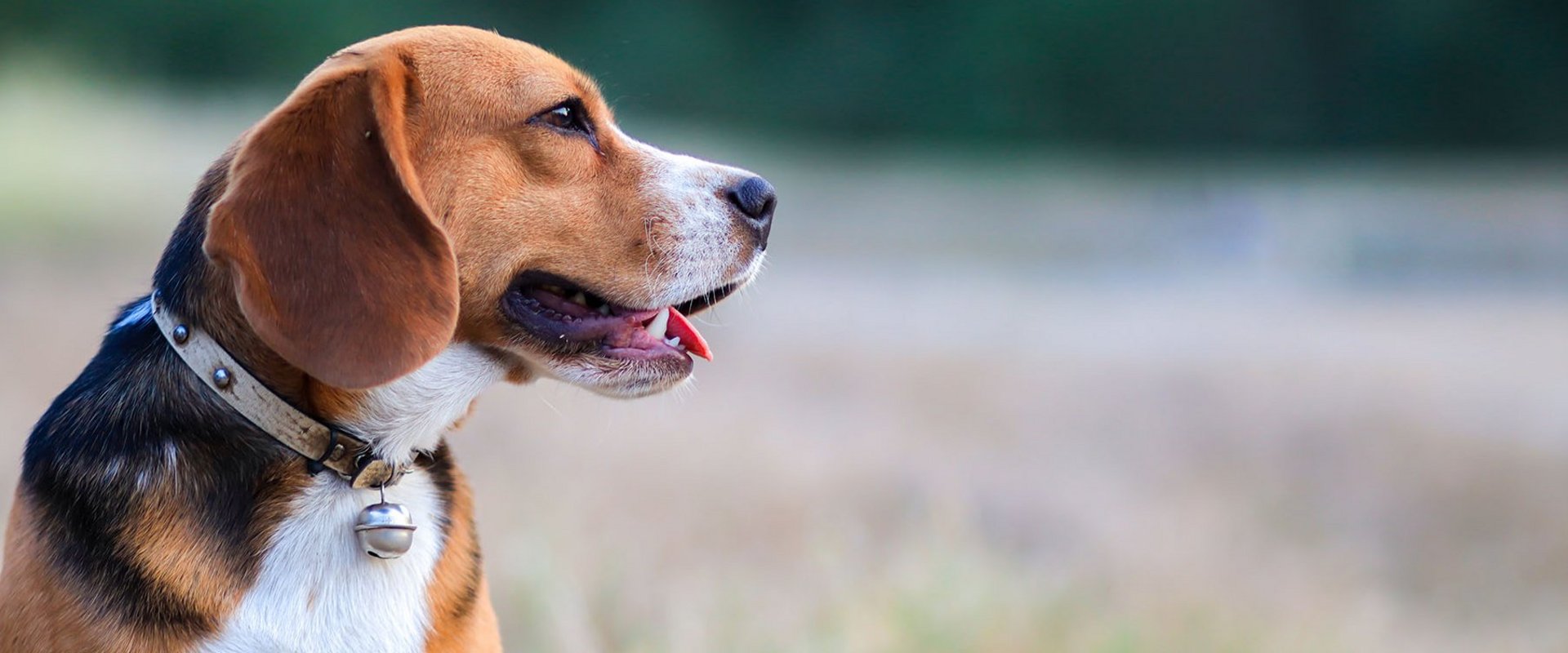Ein Beagle beobachtet die Natur.