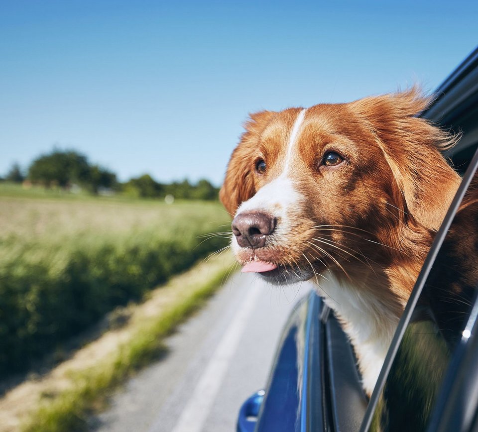 Ein Hund schaut aus einem Autofenster.