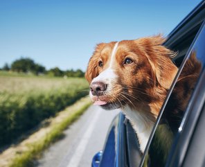 Ein Hund schaut aus einem Autofenster.