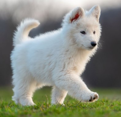 Ein weißer Hunde Welpe läuft über eine Wiese.