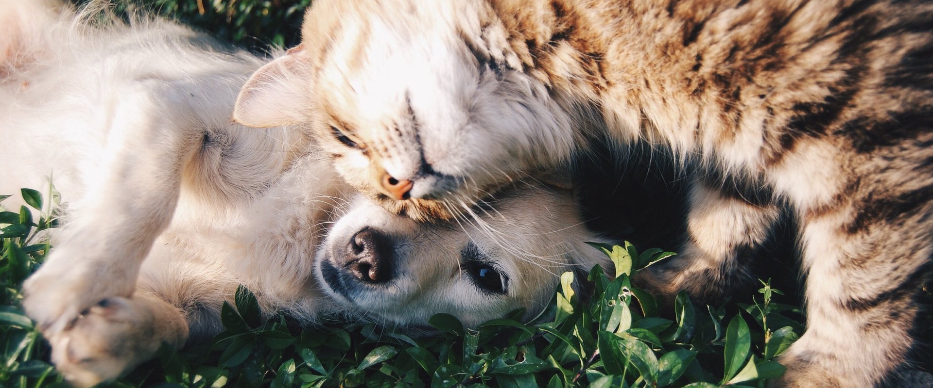 Ein Hund und eine Katze liegen schmusend im Gras.